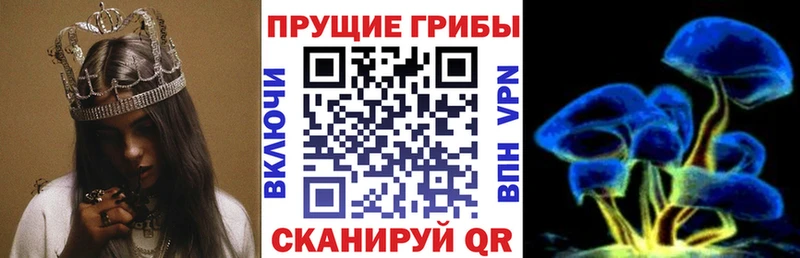 купить наркотики цена Севск Псилоцибиновые грибы Psilocybe